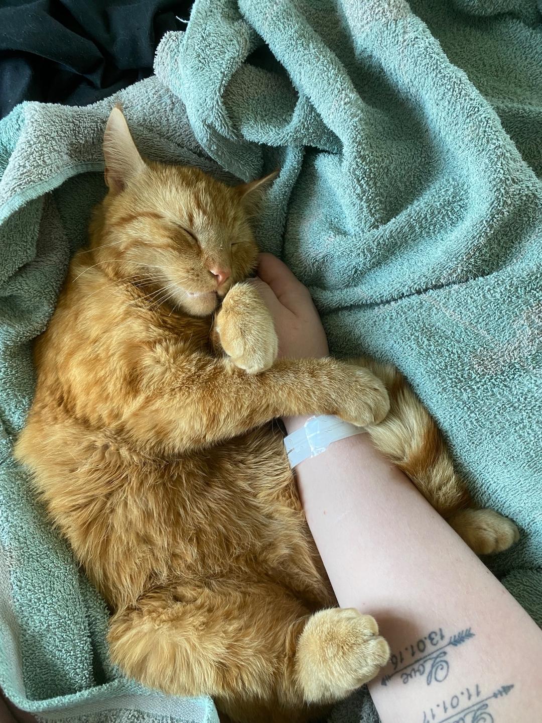 Kattfoto 2
