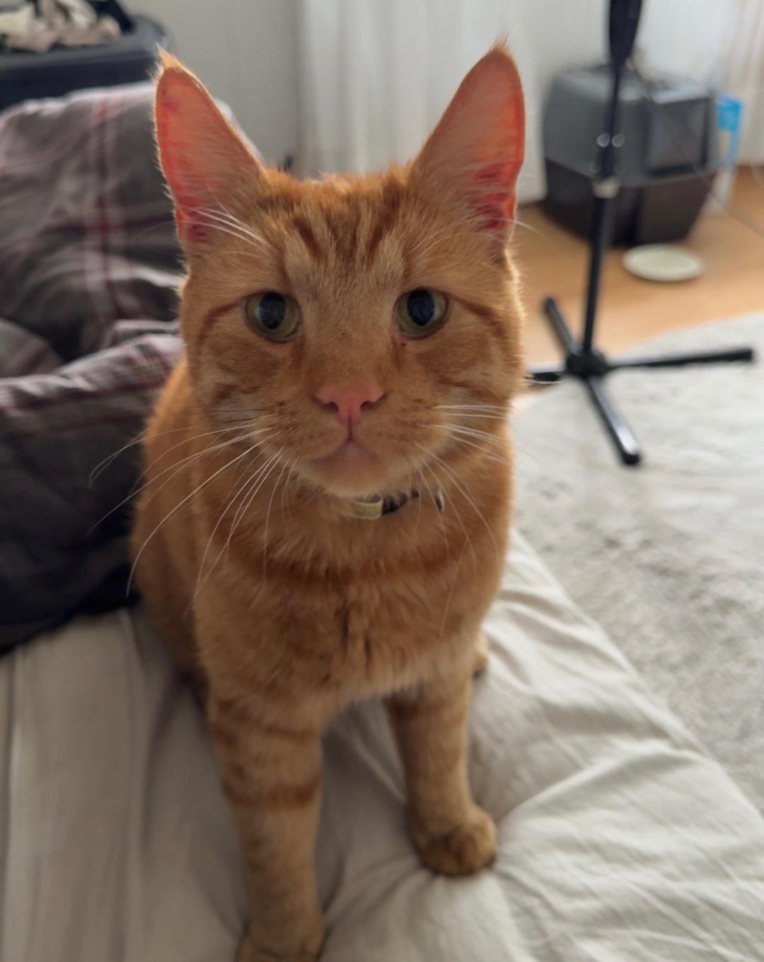 Kattfoto 3