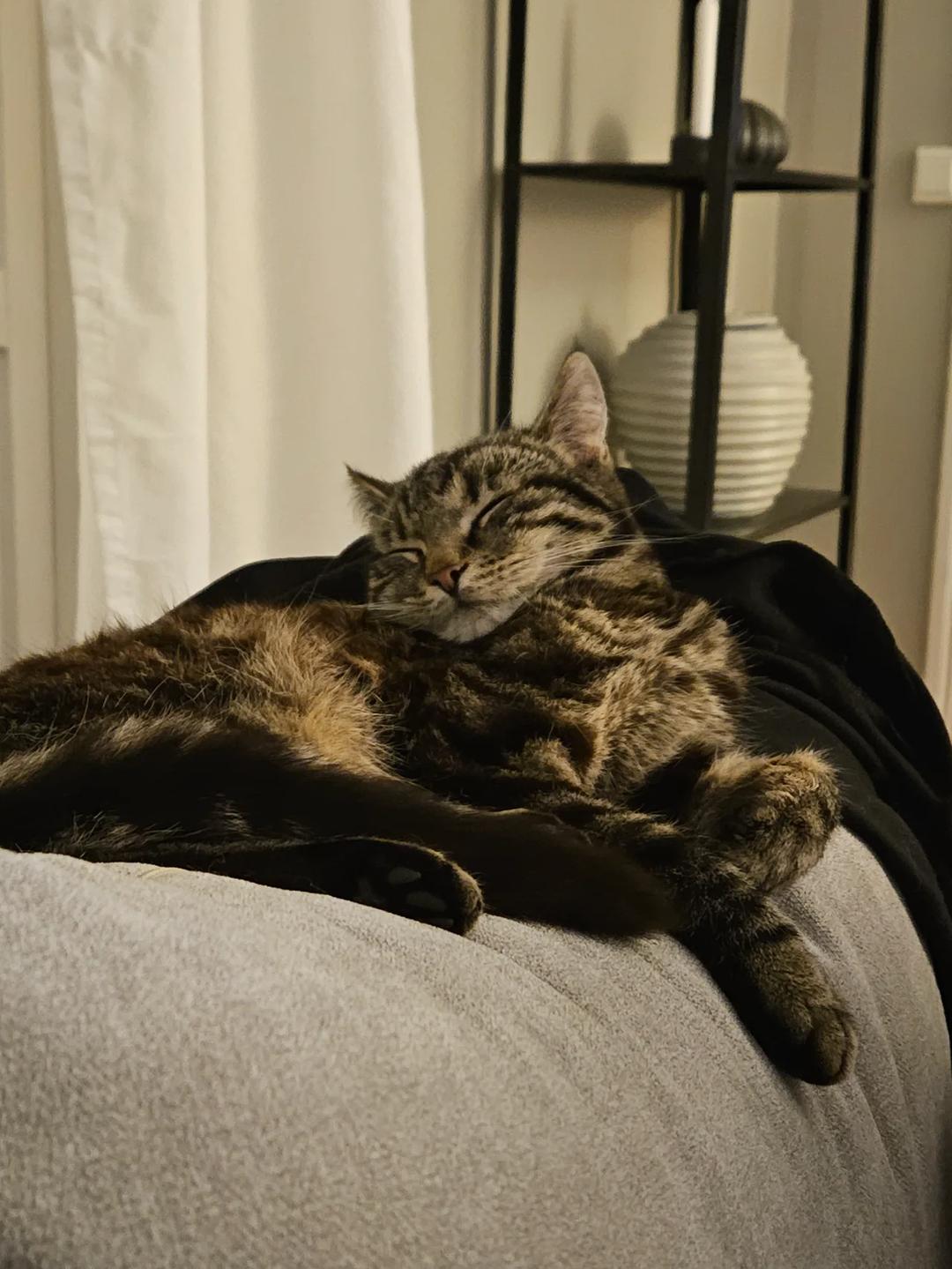 Kattfoto 2
