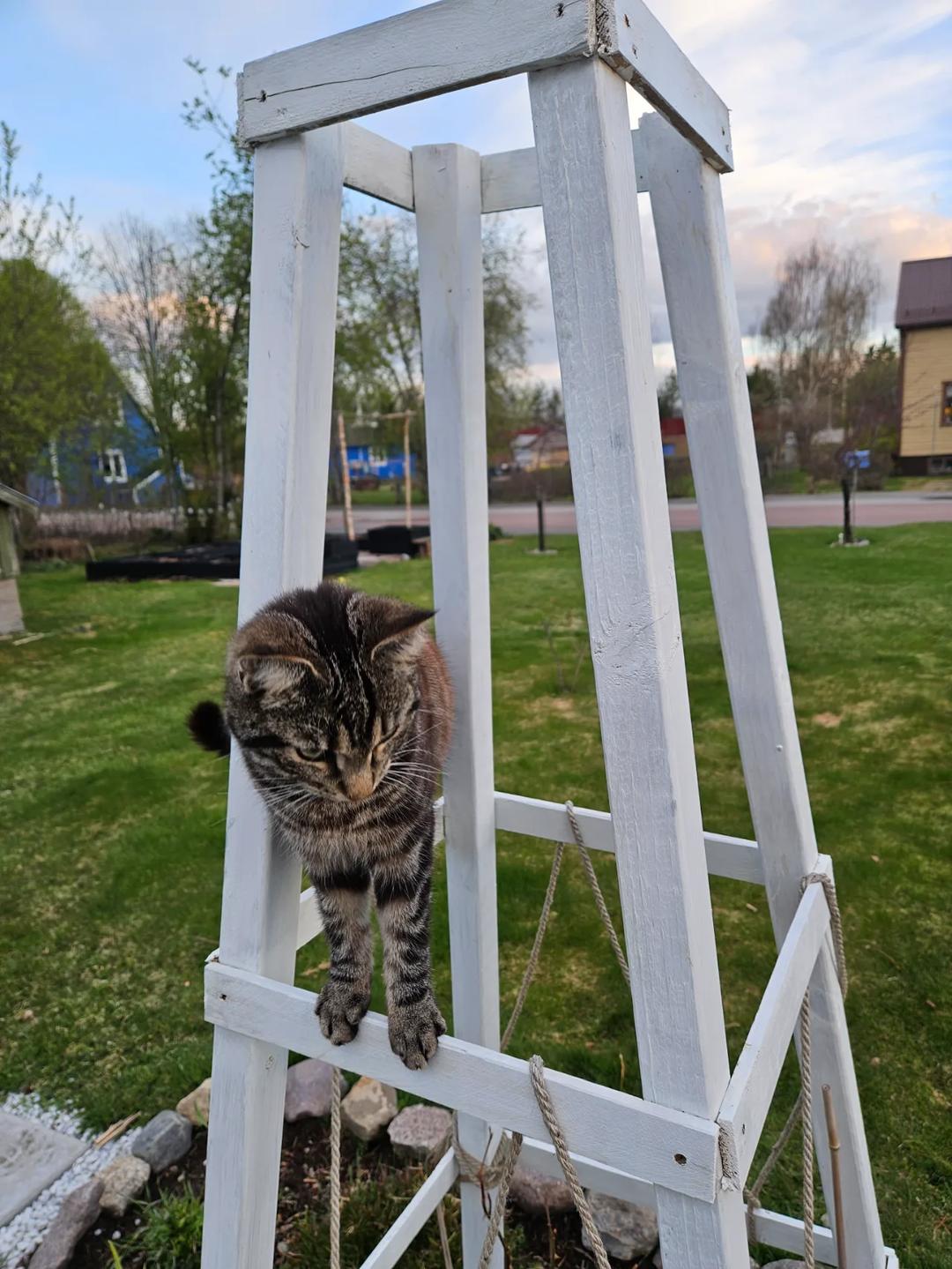 Kattfoto 3