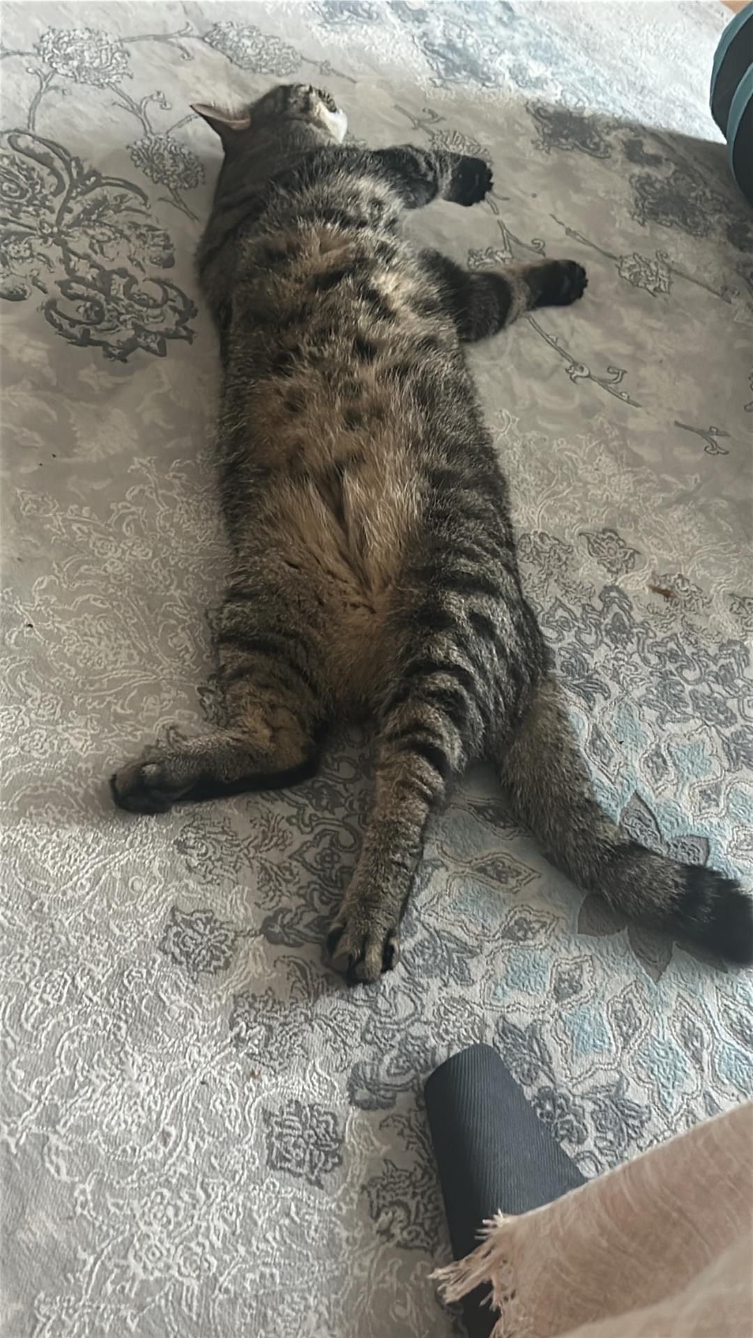 Kattfoto 2