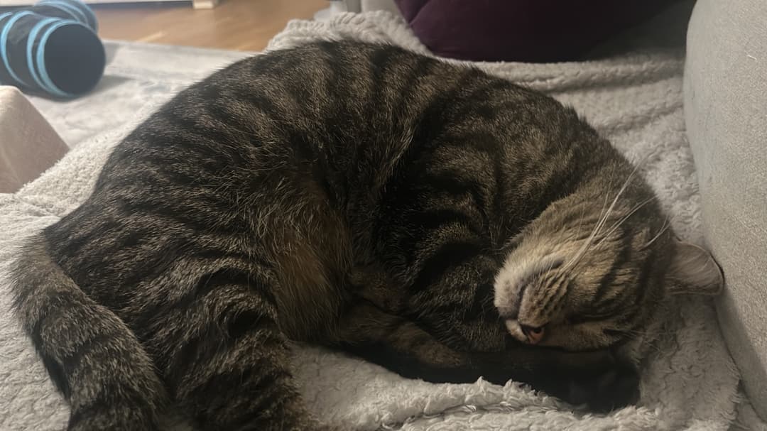 Kattfoto 3