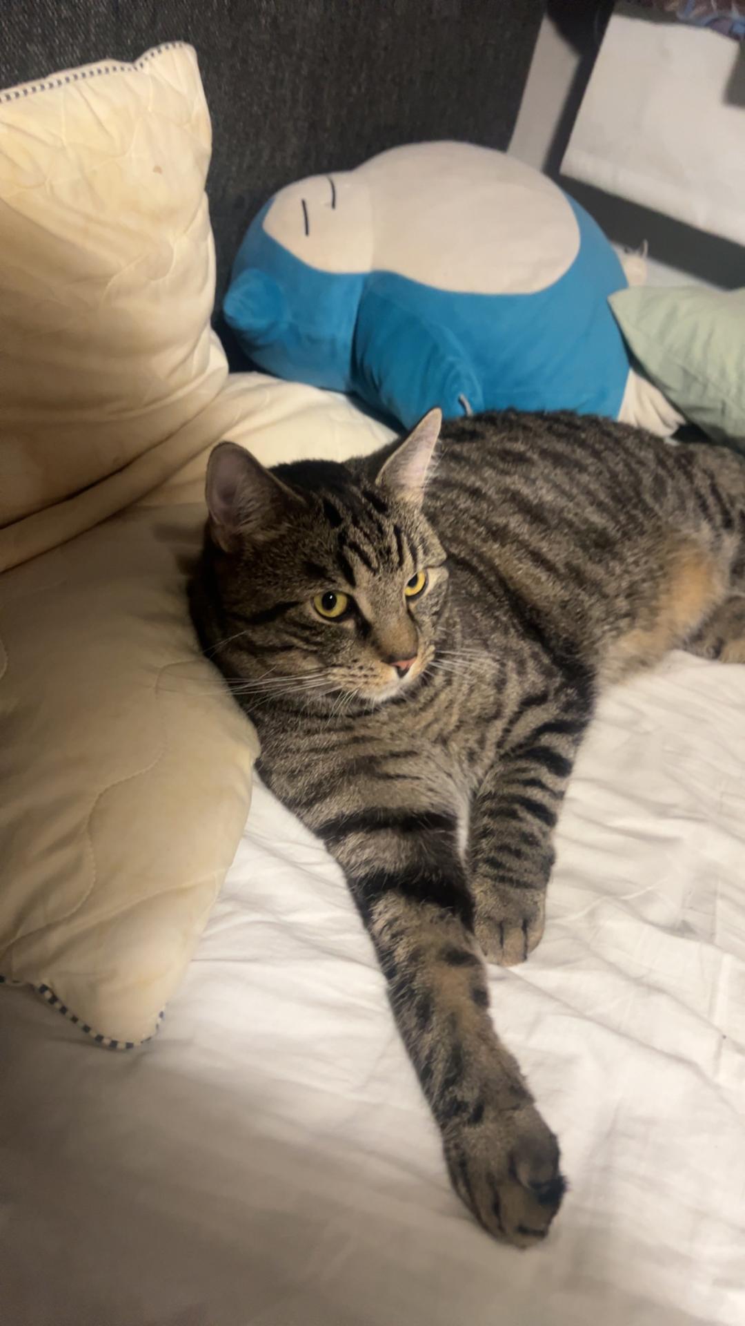 Kattfoto 4