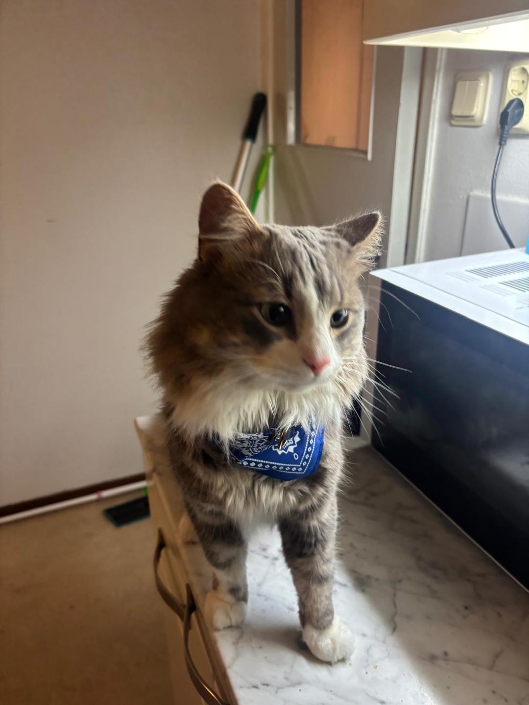 Kattfoto 2
