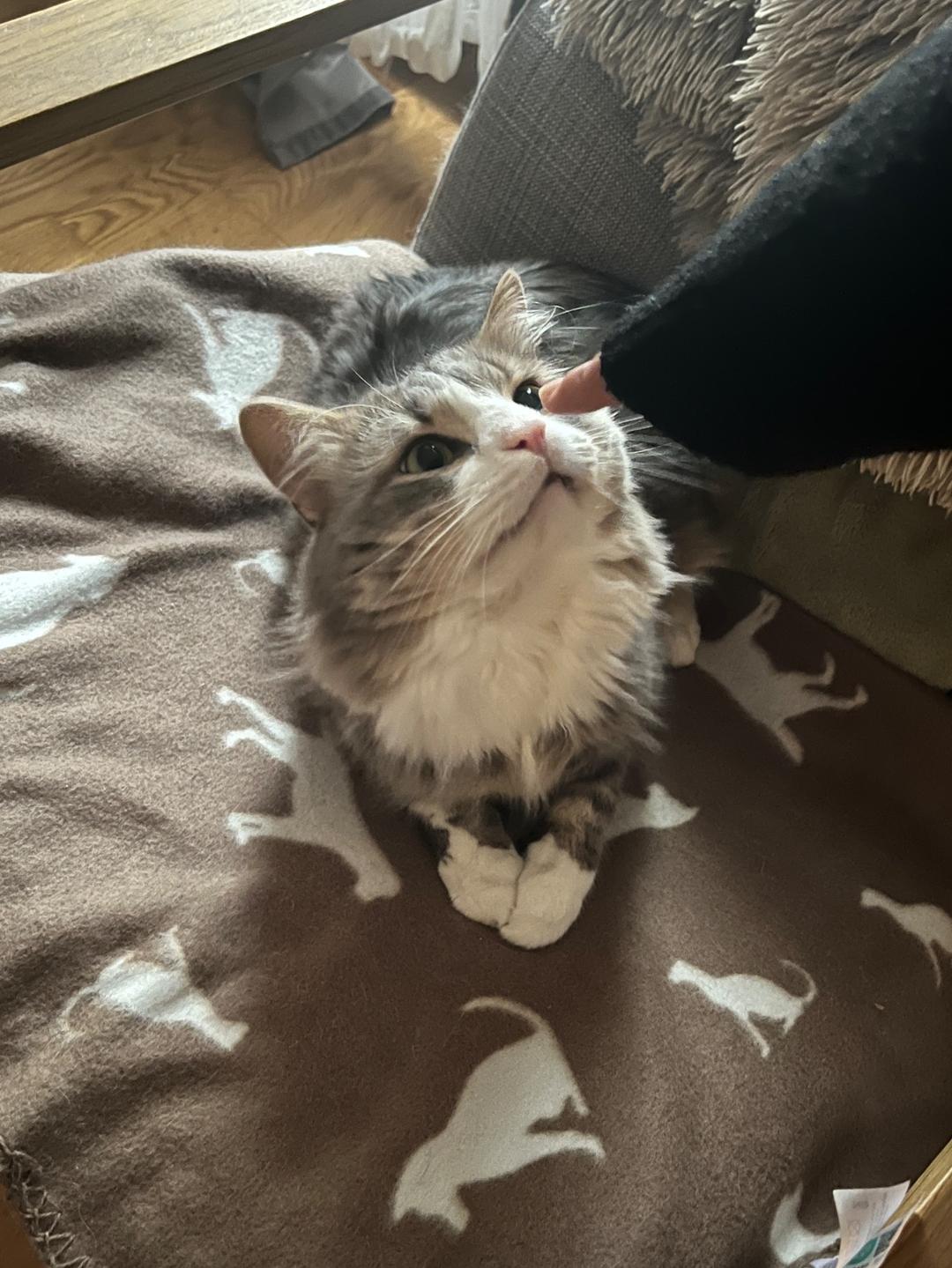 Kattfoto 3