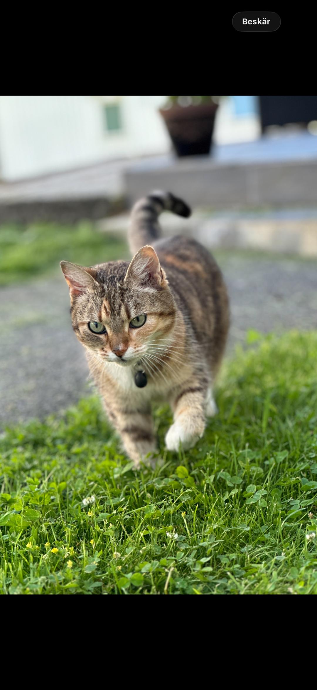 Kattfoto 2