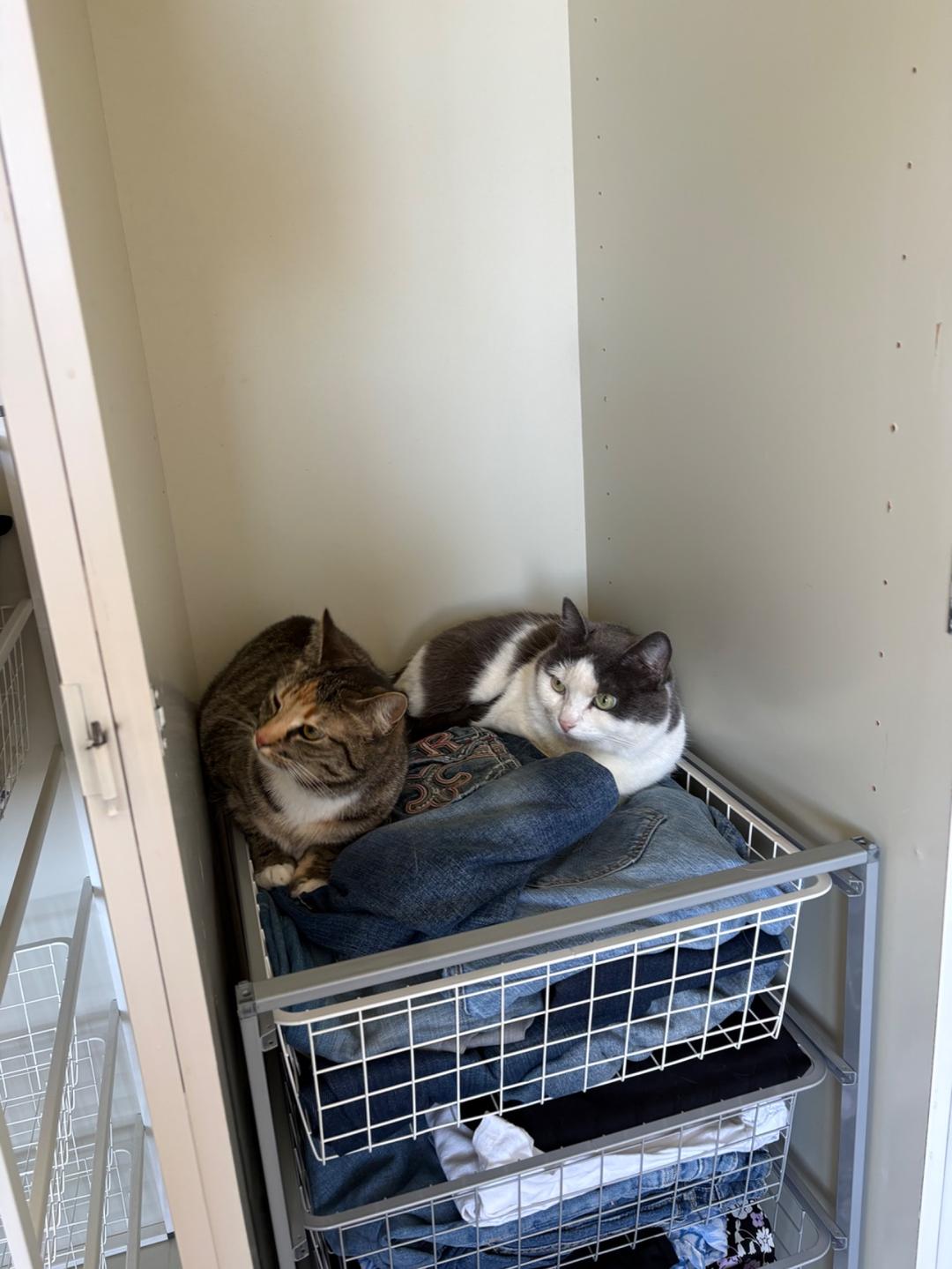 Kattfoto 2