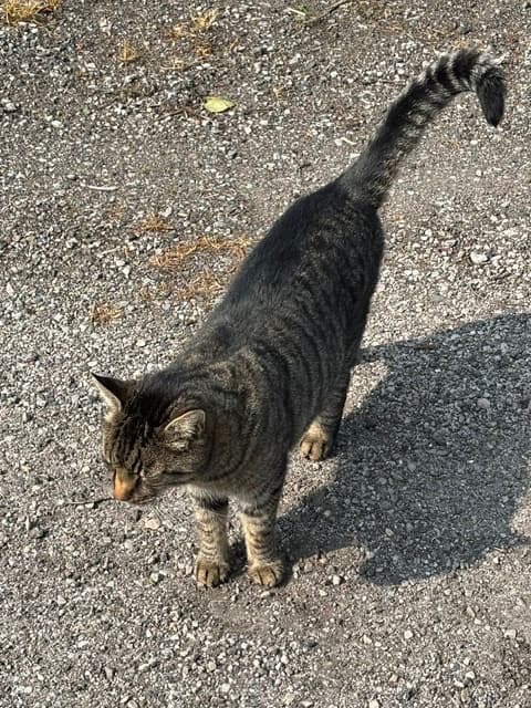Kattfoto 2