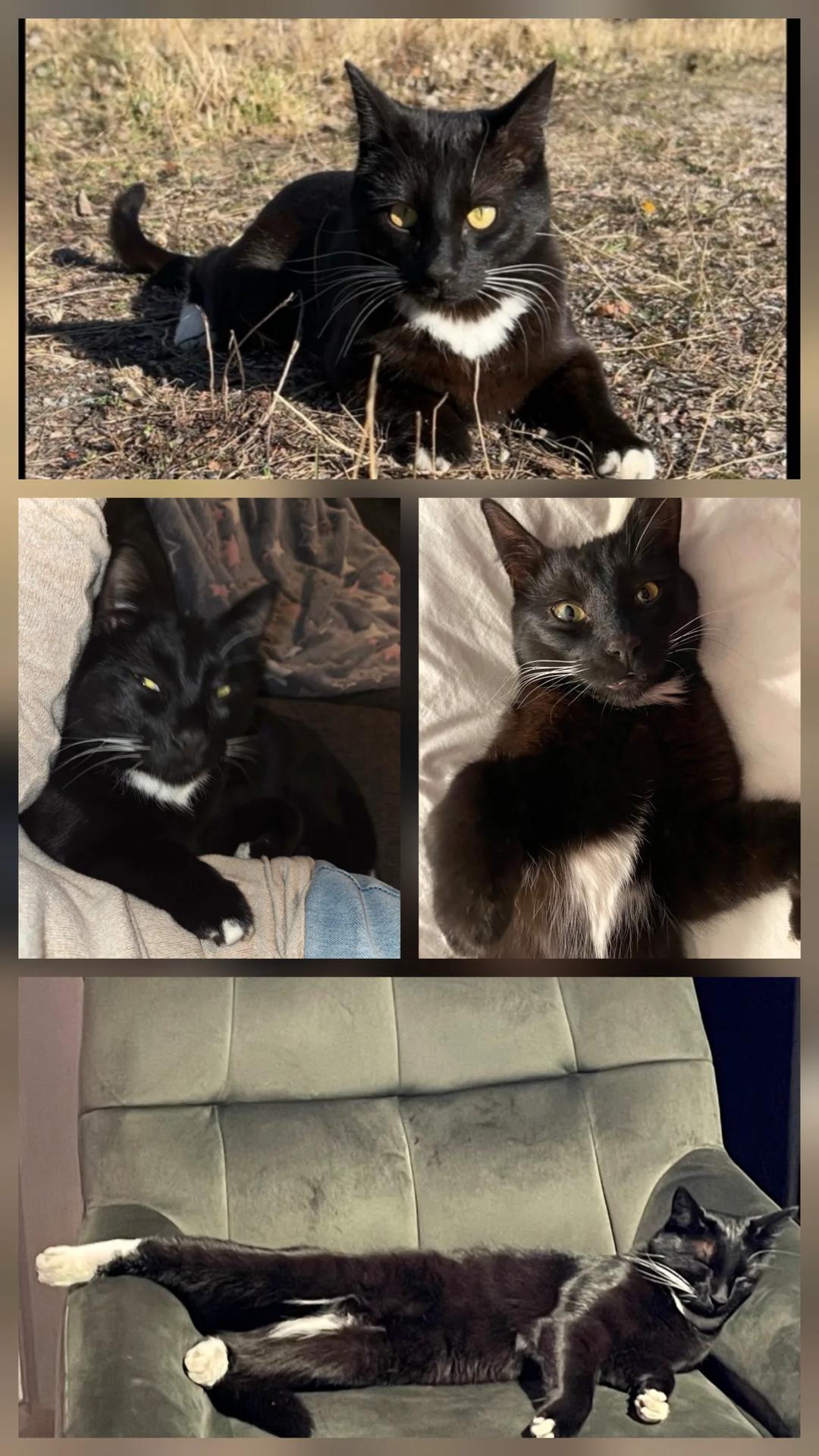 Kattfoto 2
