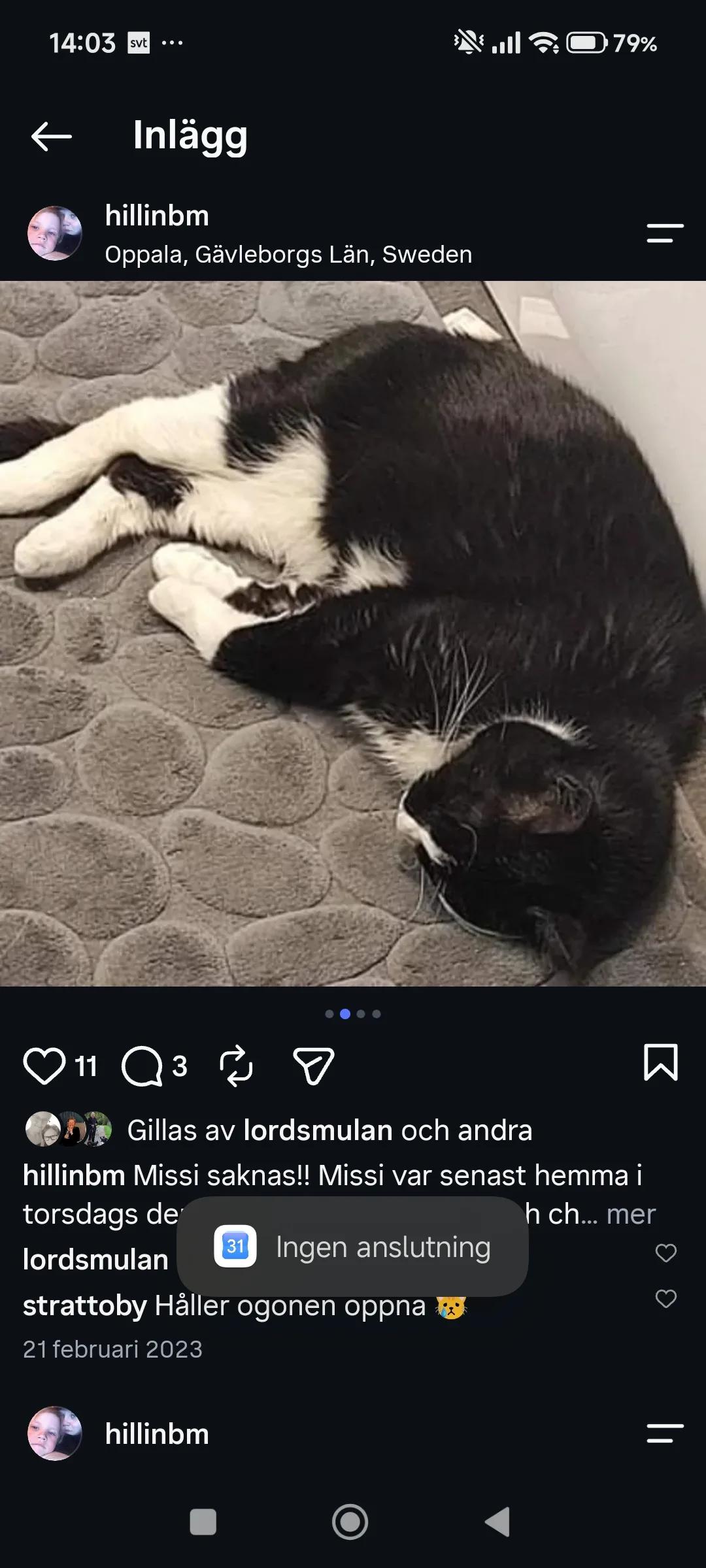 Kattfoto 2