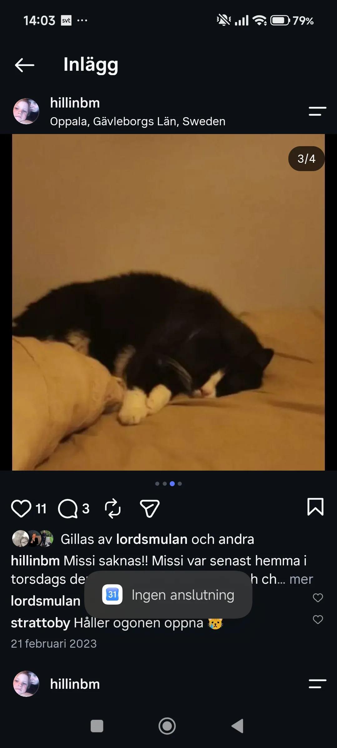 Kattfoto 3