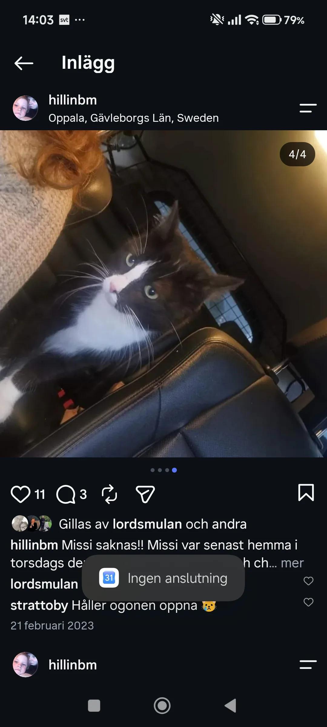 Kattfoto 4