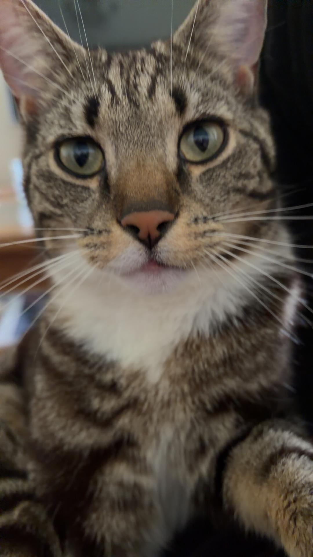 Kattfoto 2