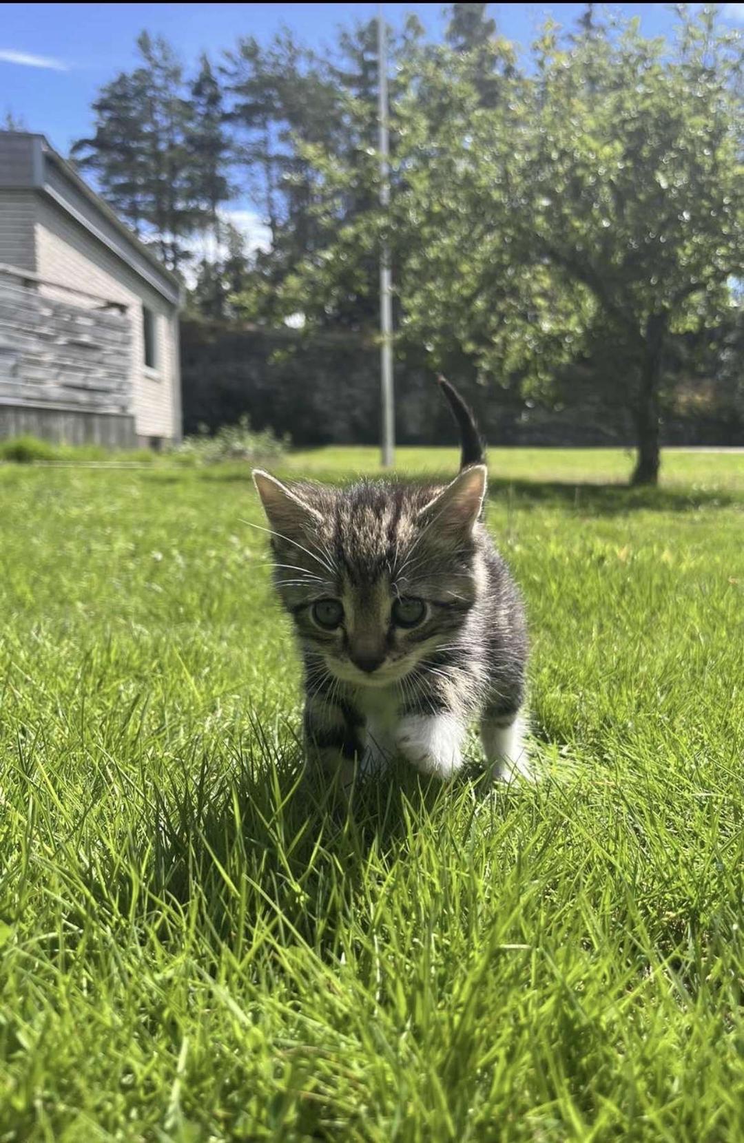Kattfoto 3