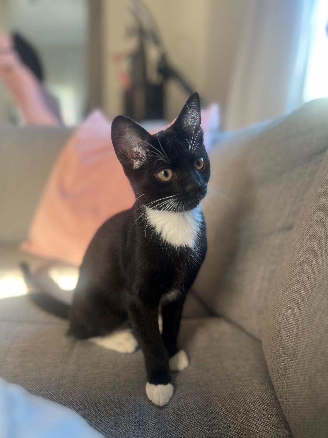 Kattfoto 3