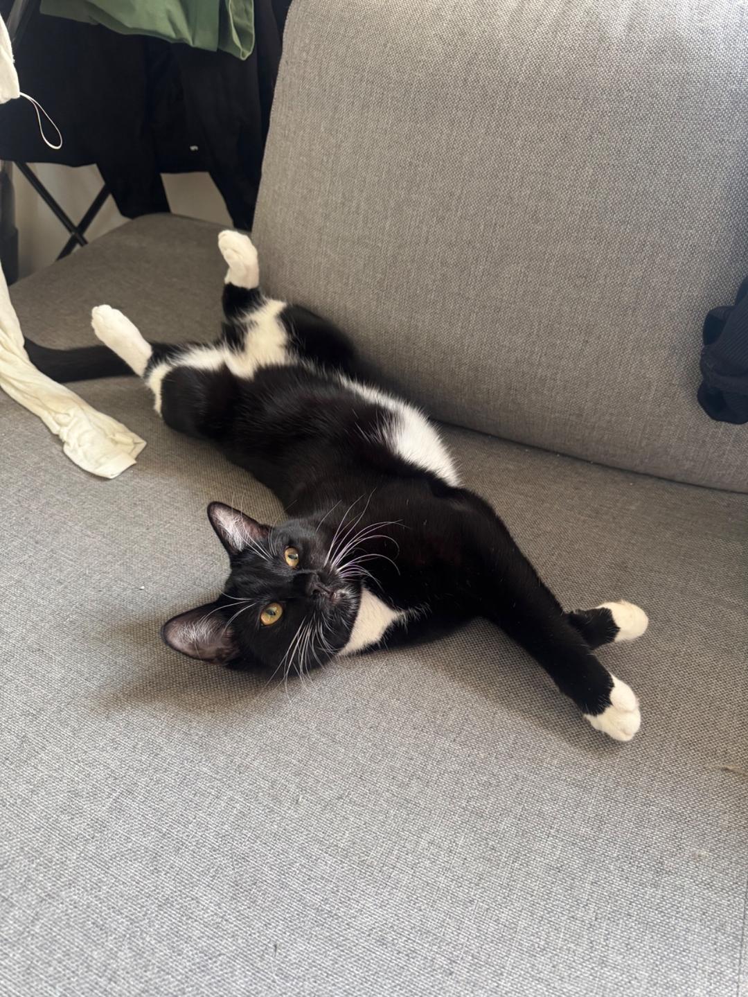 Kattfoto 2