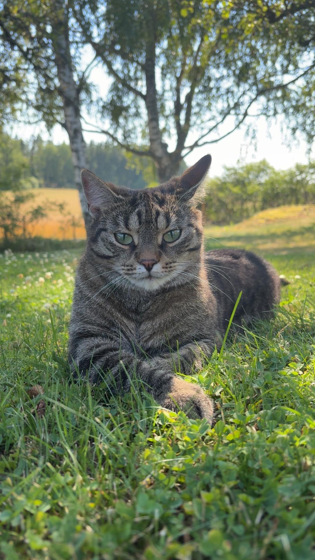 Kattfoto 2