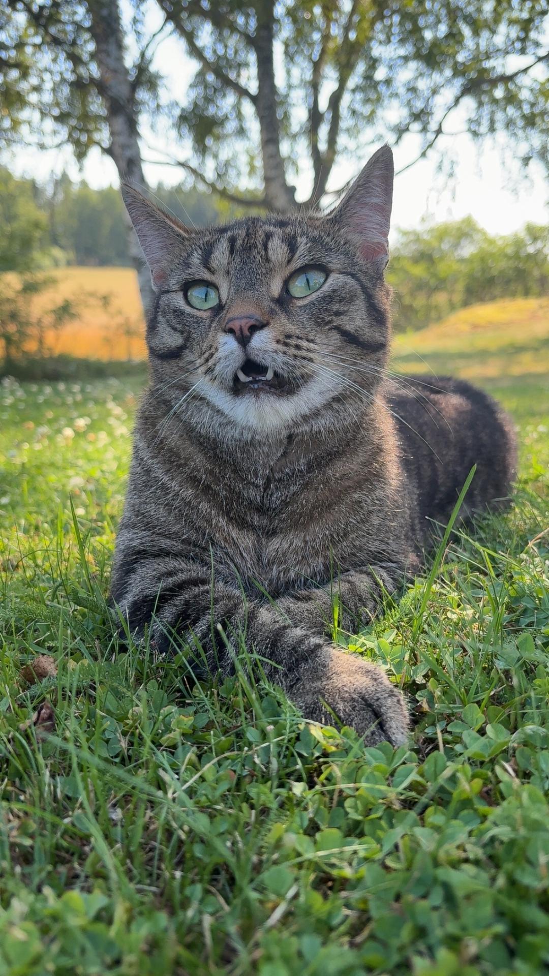 Kattfoto 3
