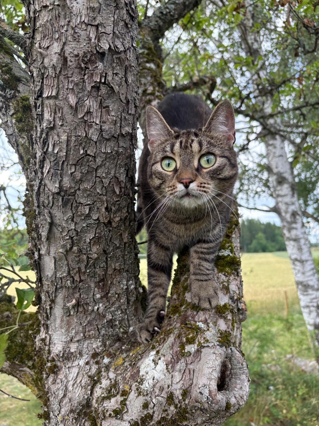 Kattfoto 4
