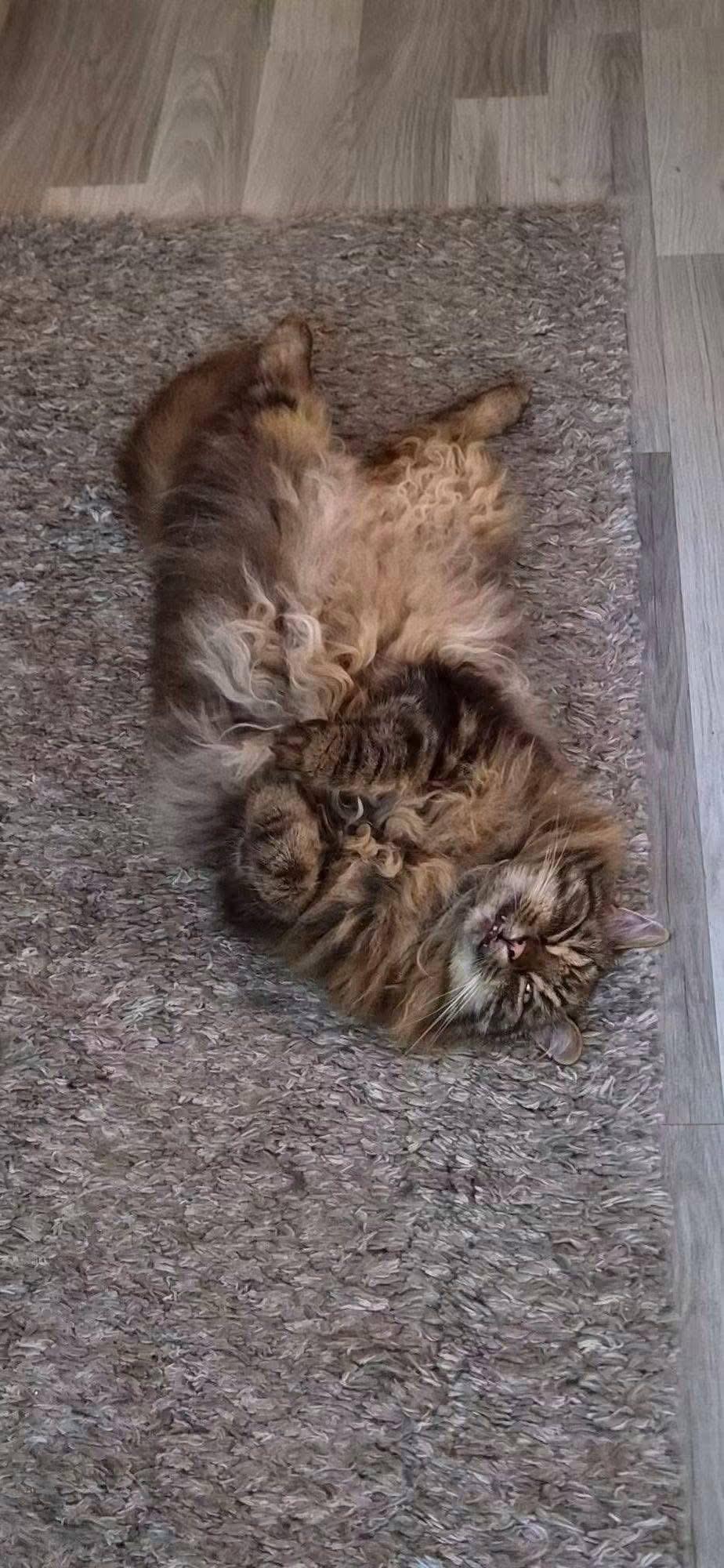 Kattfoto 2