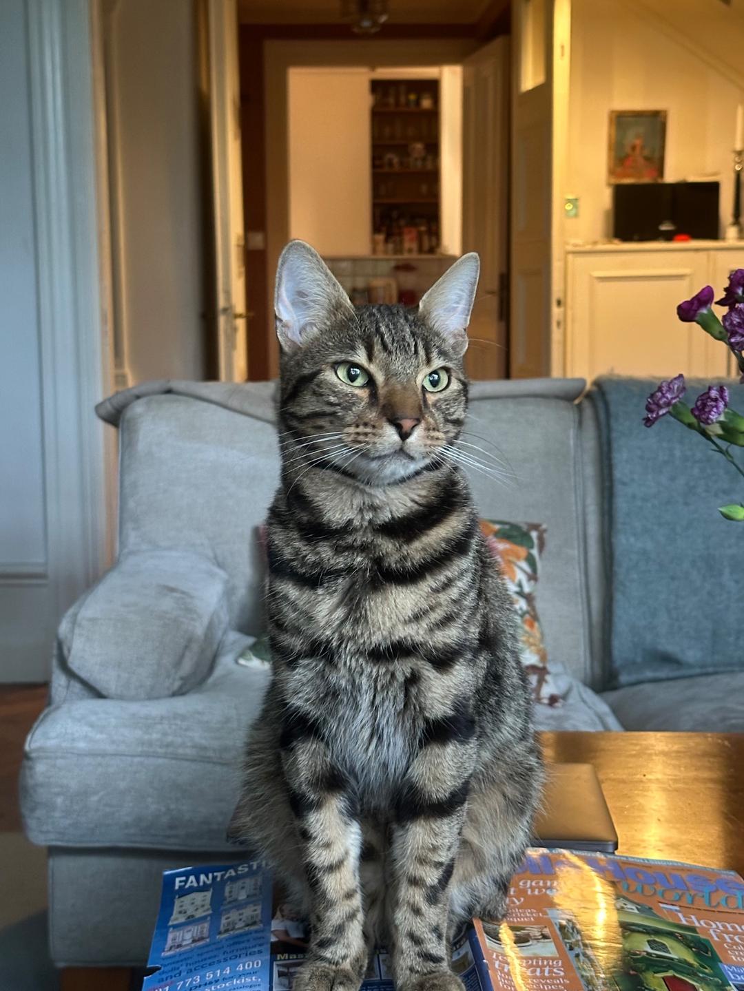 Kattfoto 4