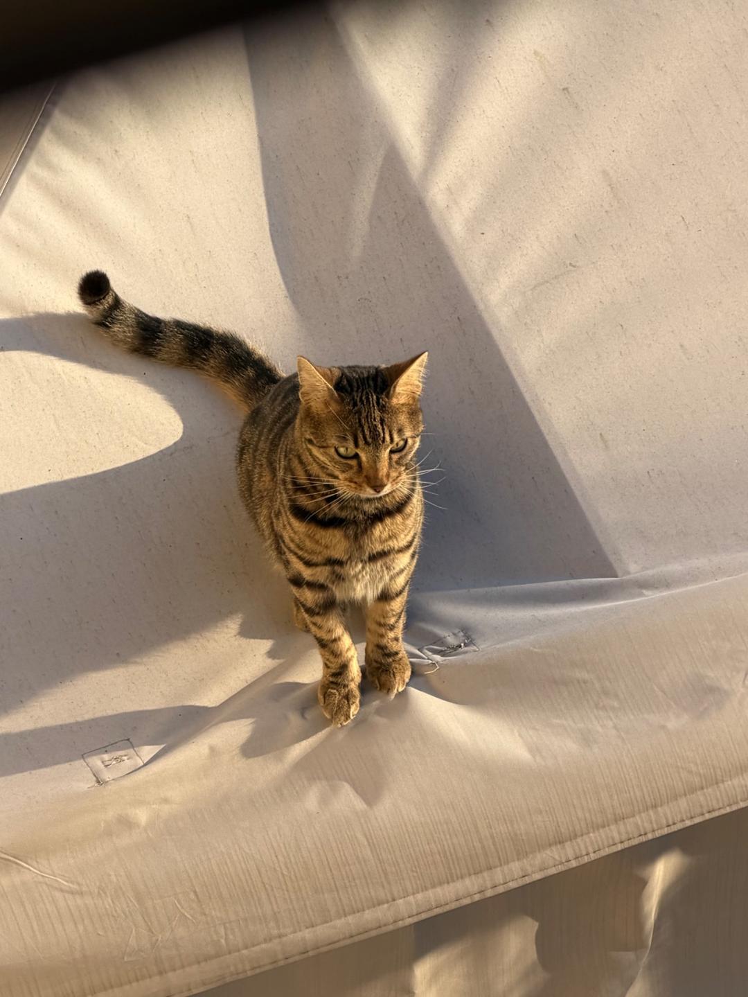 Kattfoto 2