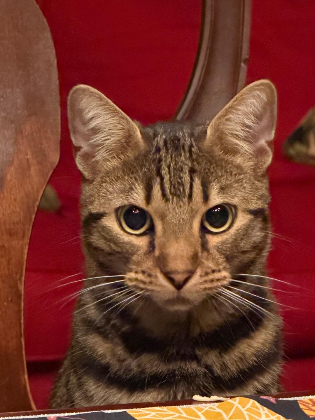 Kattfoto 3