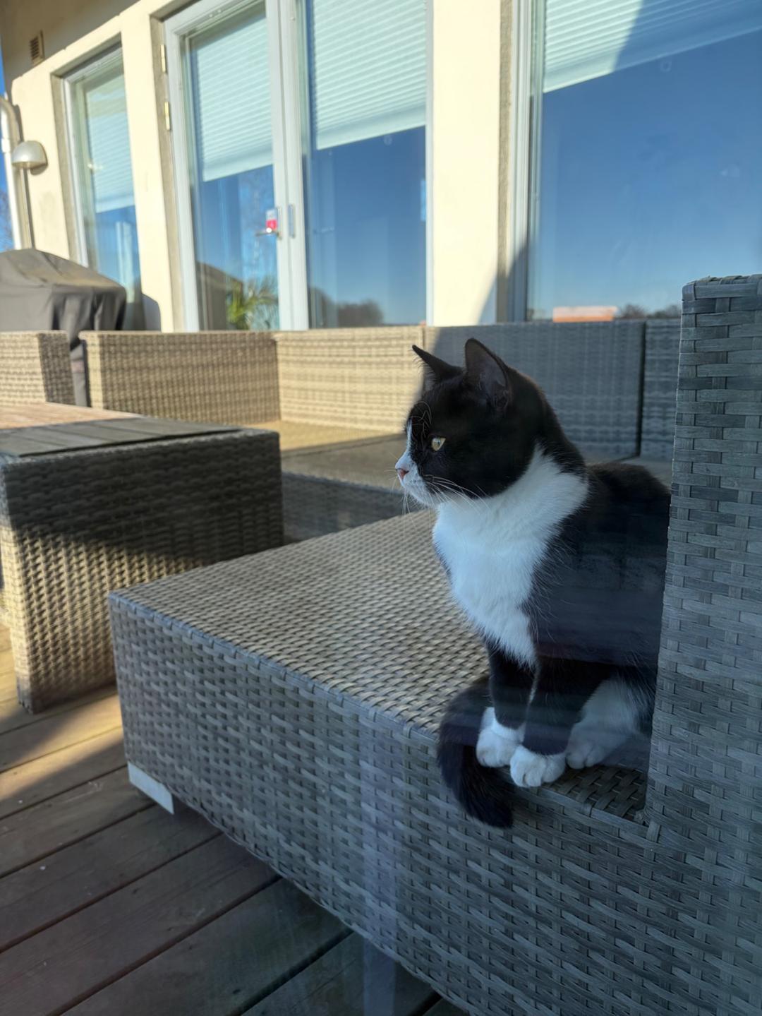 Kattfoto 2