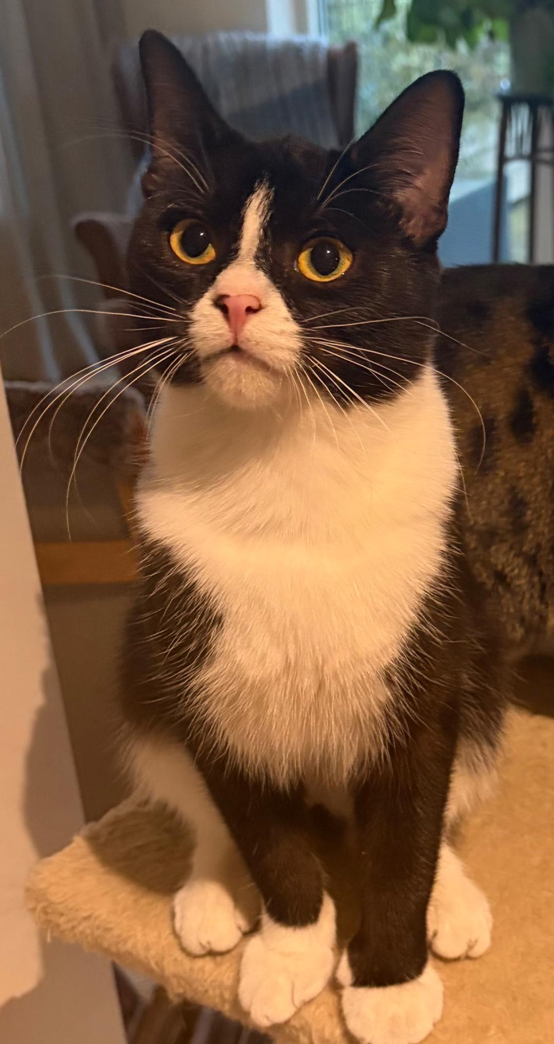 Kattfoto 3