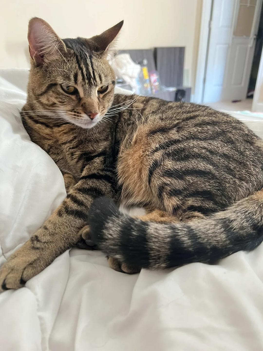 Kattfoto 2
