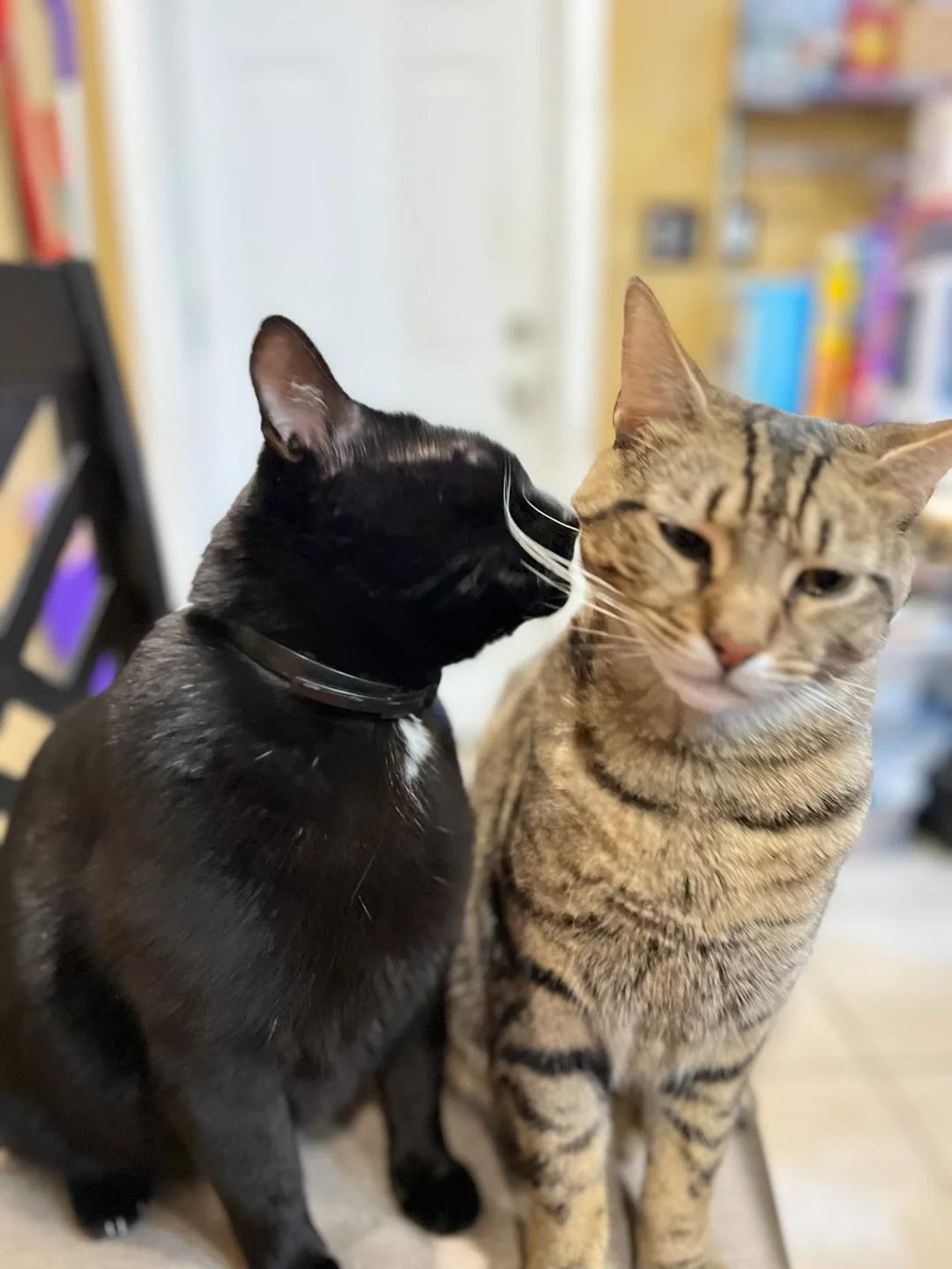 Kattfoto 3