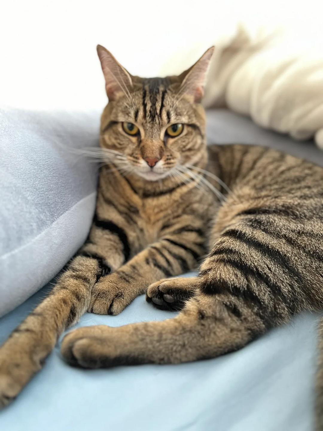 Kattfoto 4