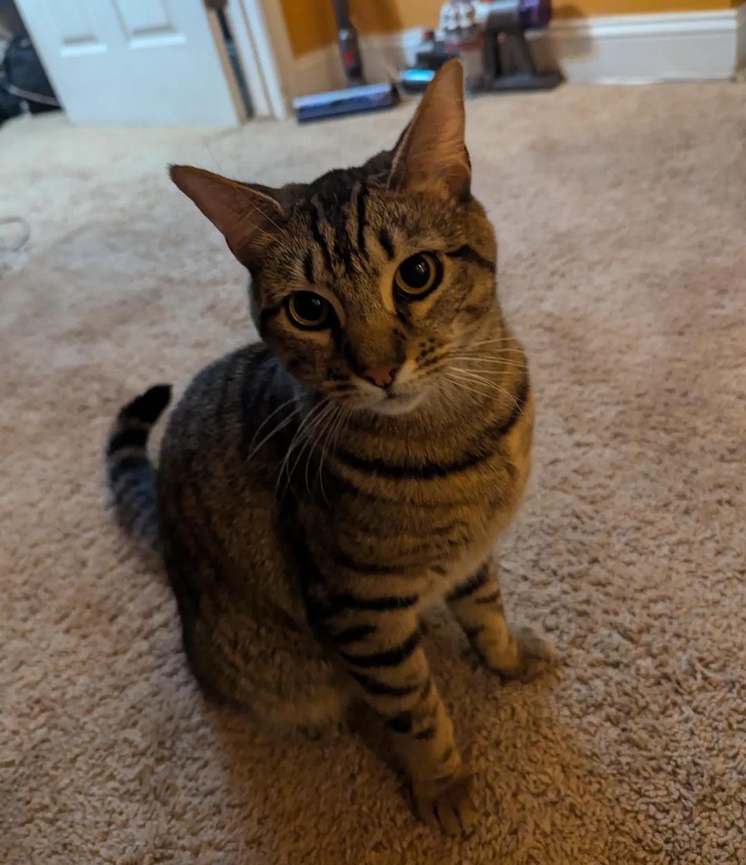 Kattfoto 5