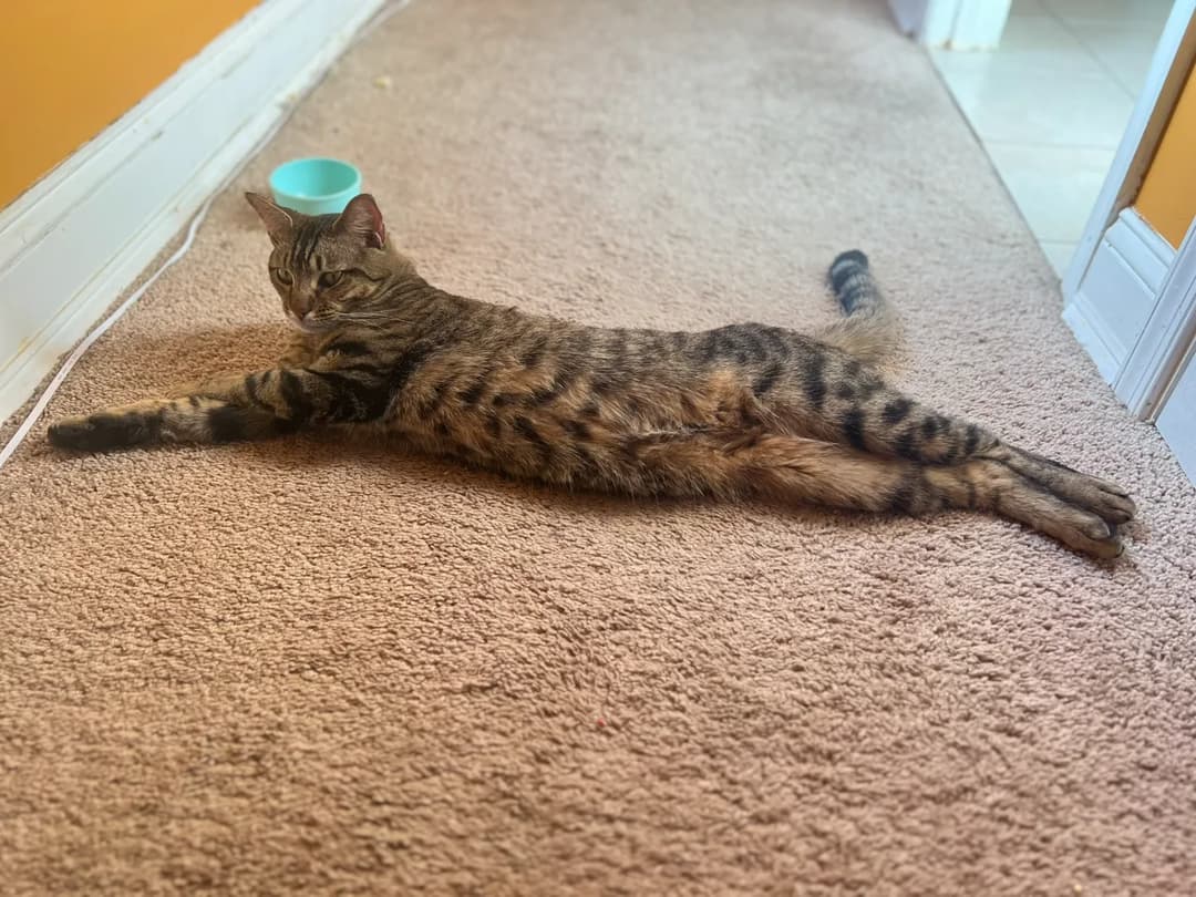 Kattfoto 6