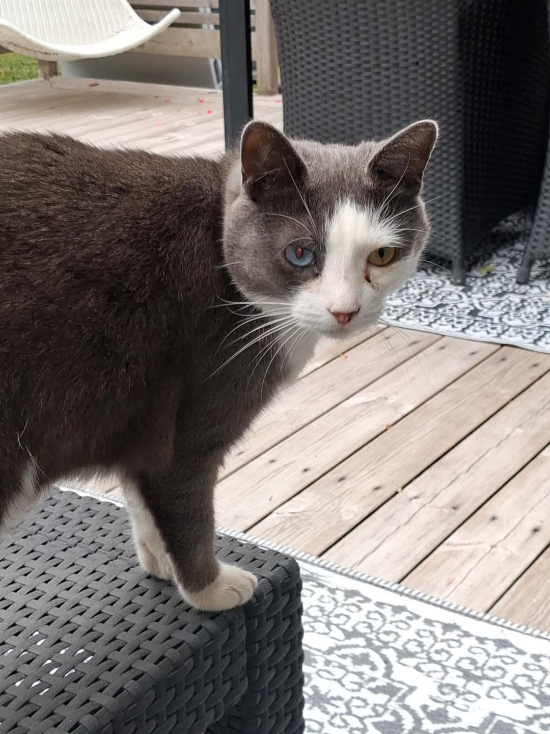 Kattfoto 3