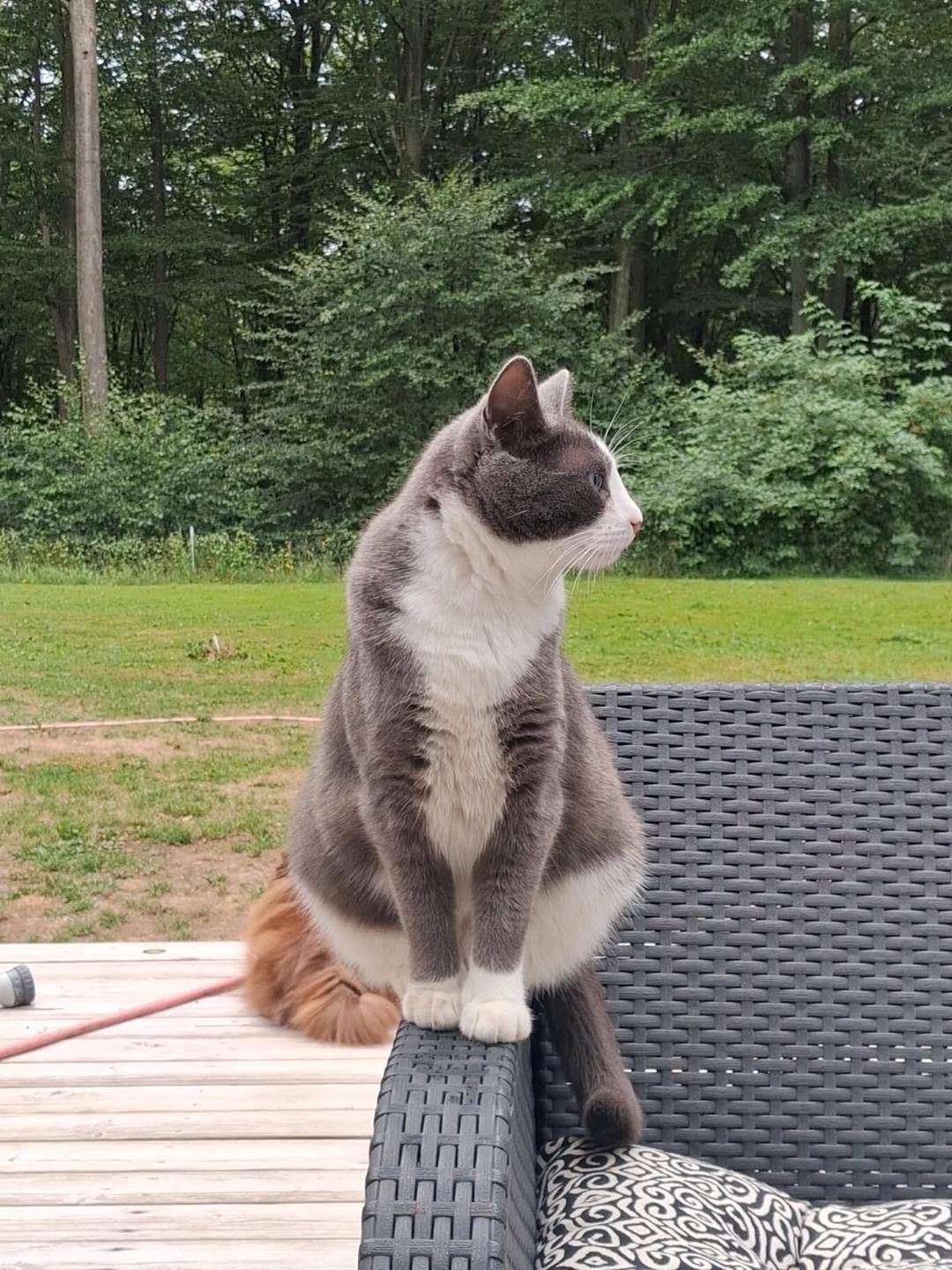 Kattfoto 2