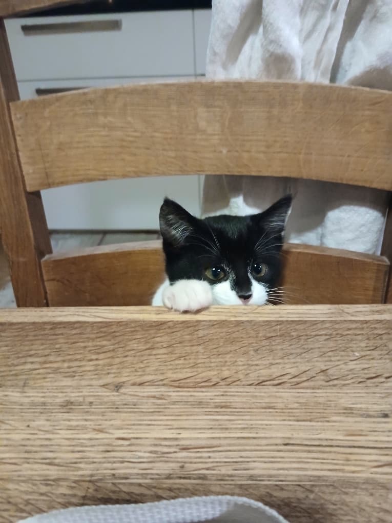 Kattfoto 2