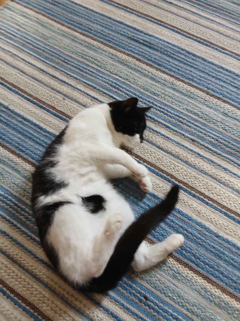 Kattfoto 3
