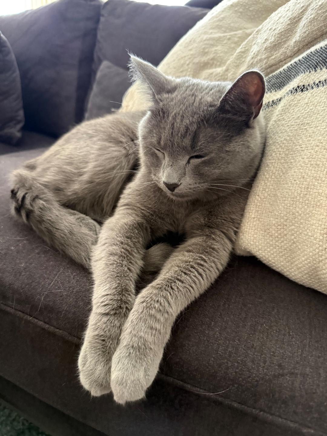 Kattfoto 2