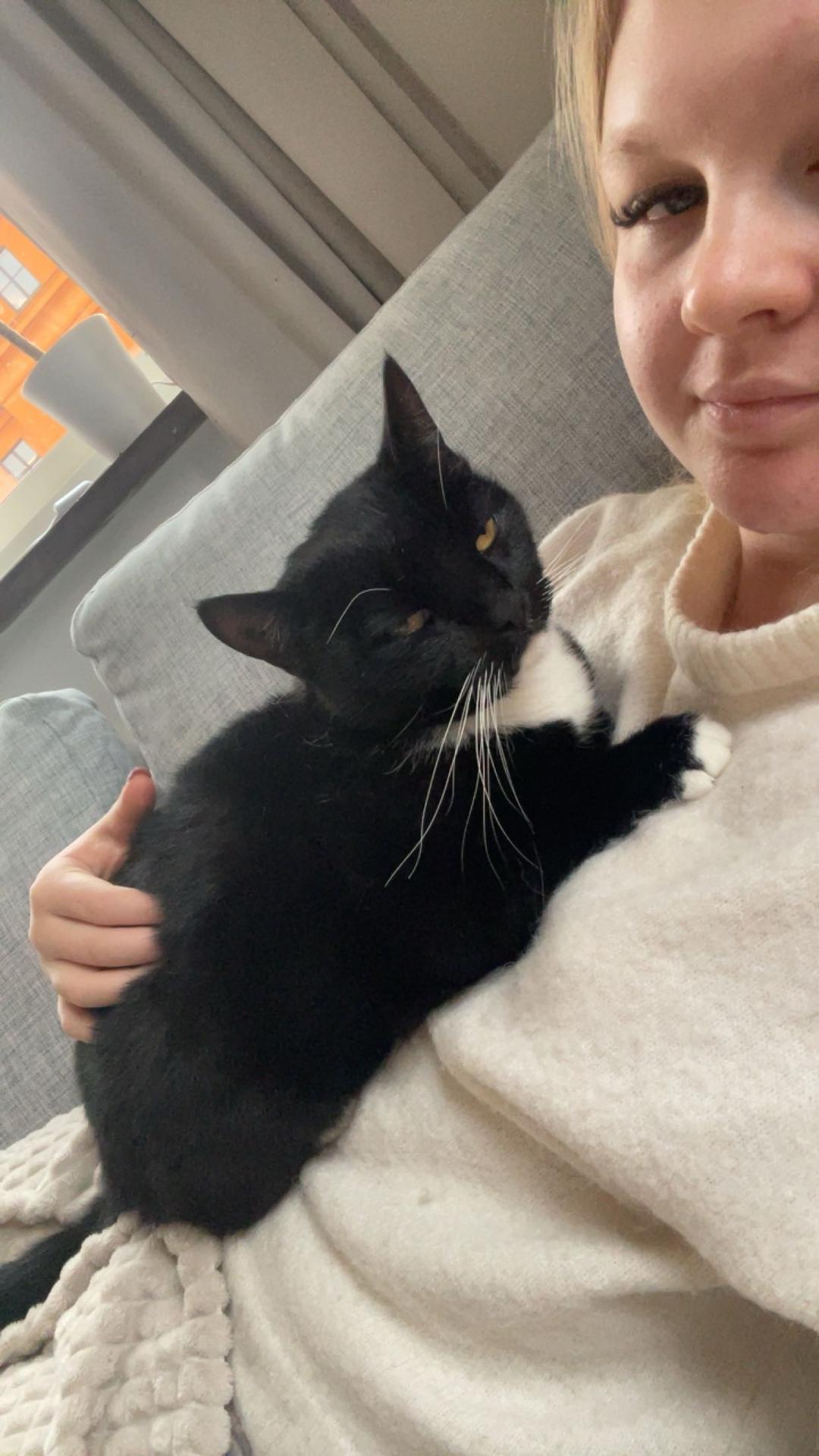 Kattfoto 2