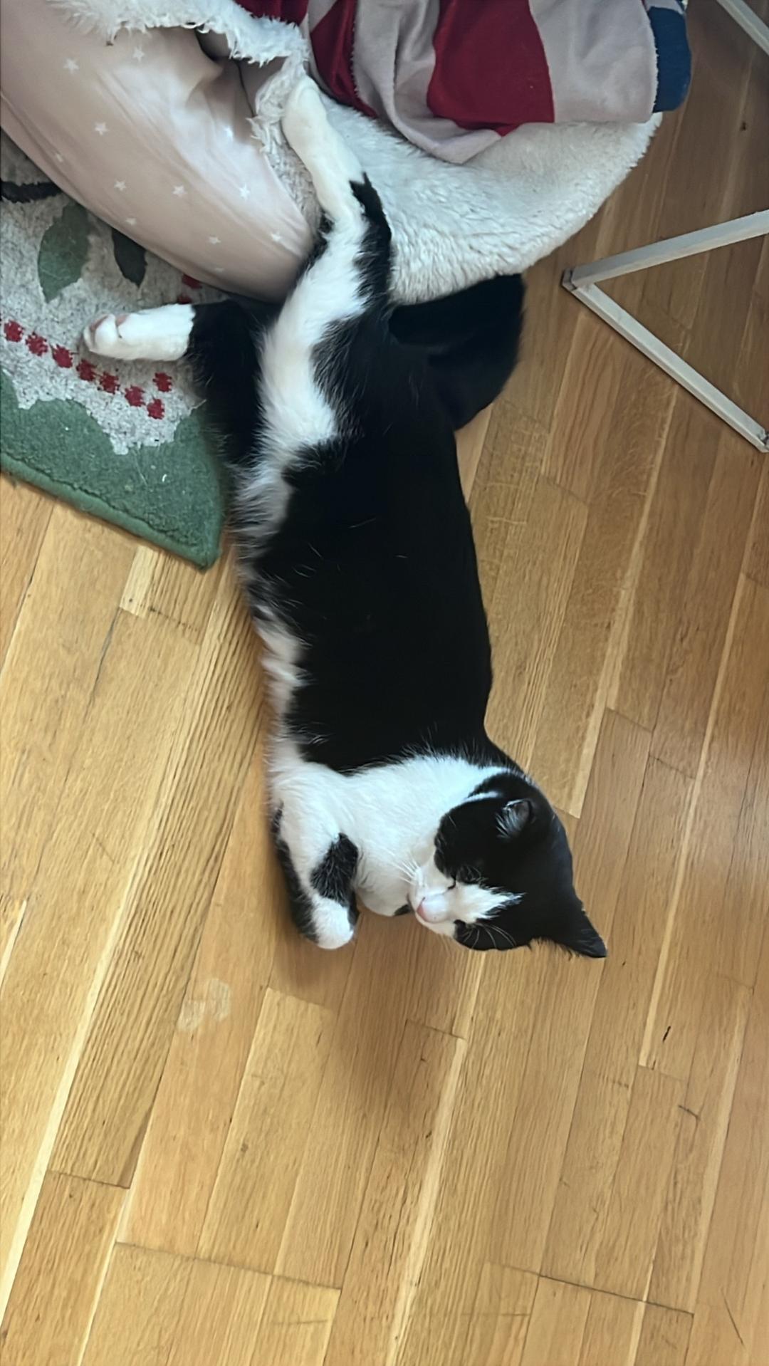 Kattfoto 3