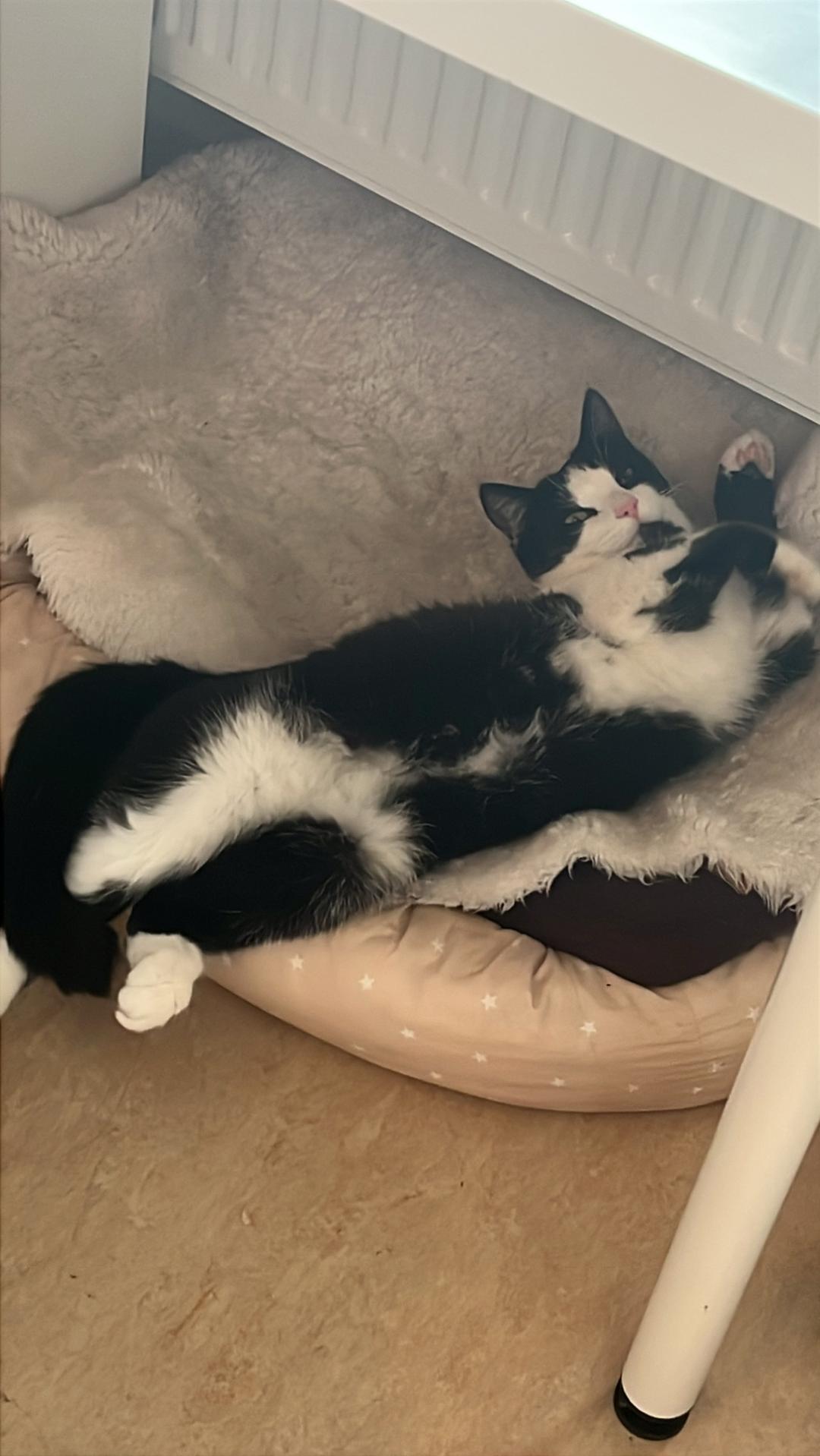 Kattfoto 2