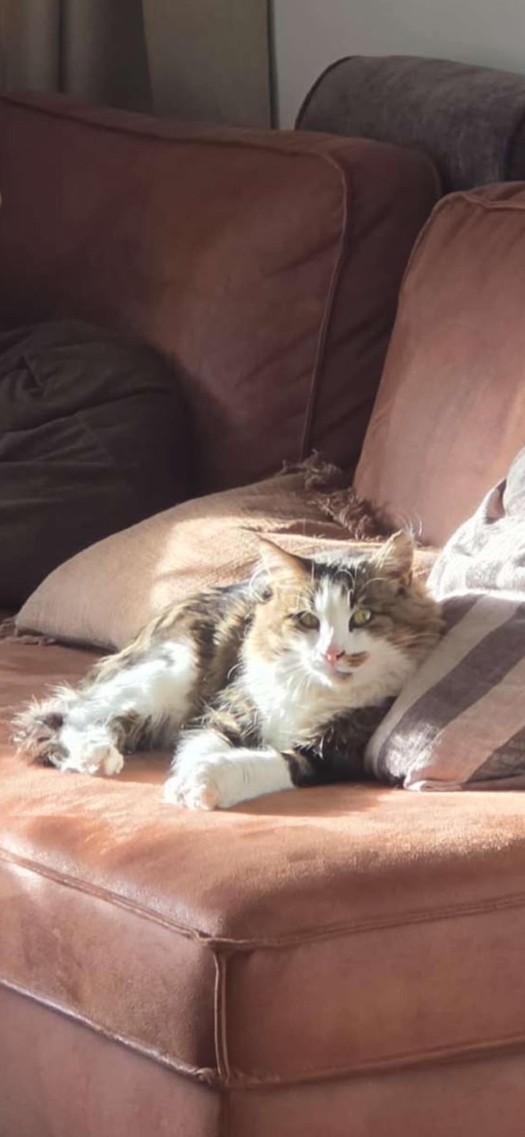 Kattfoto 2