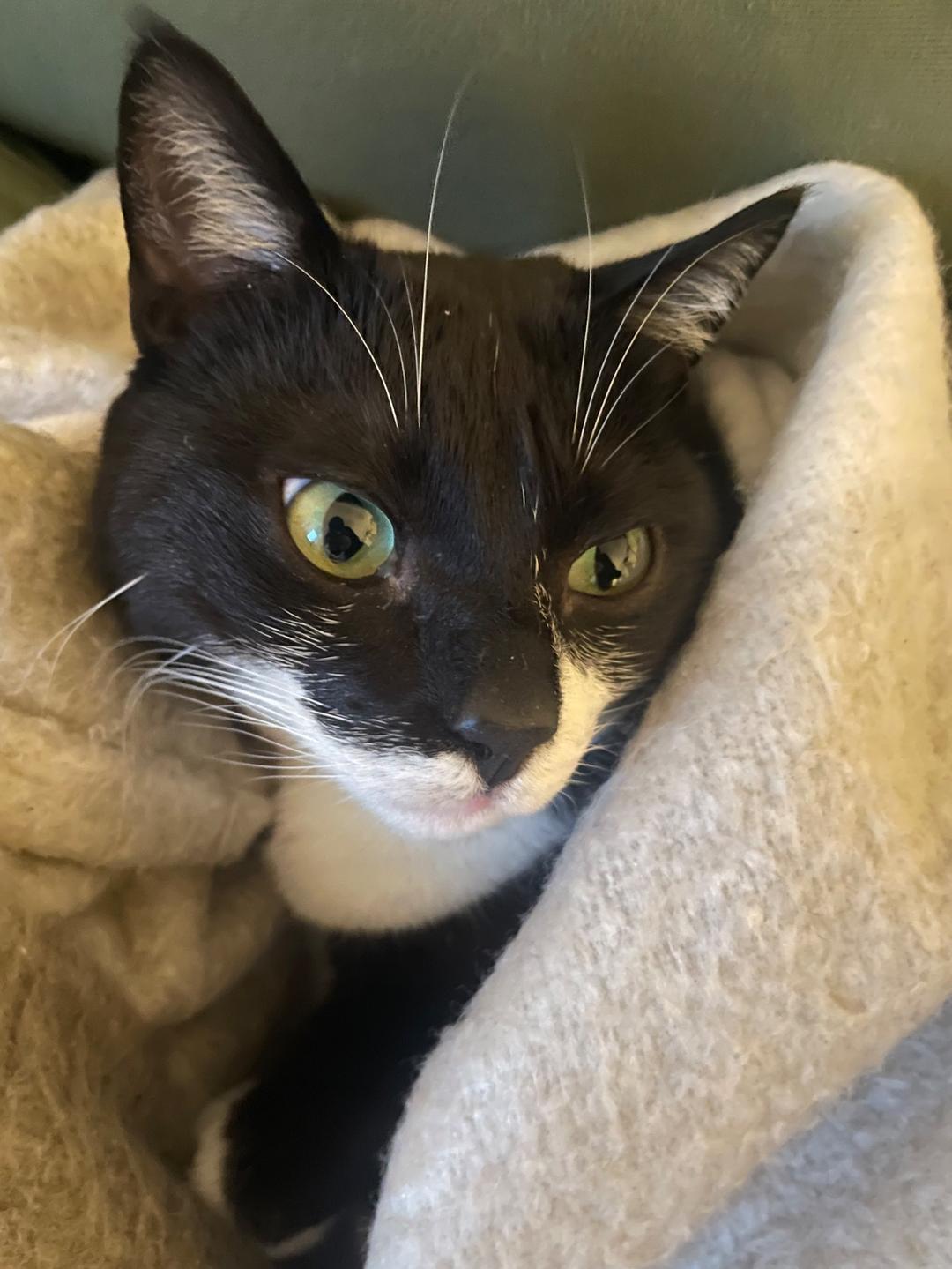 Kattfoto 6