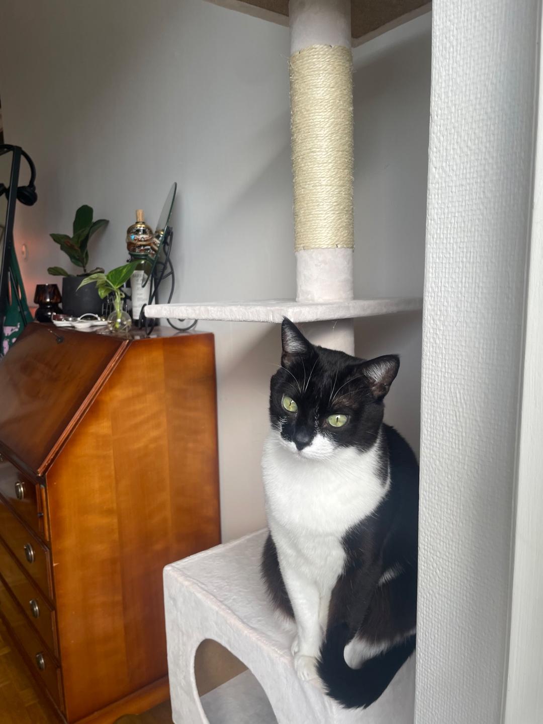 Kattfoto 5