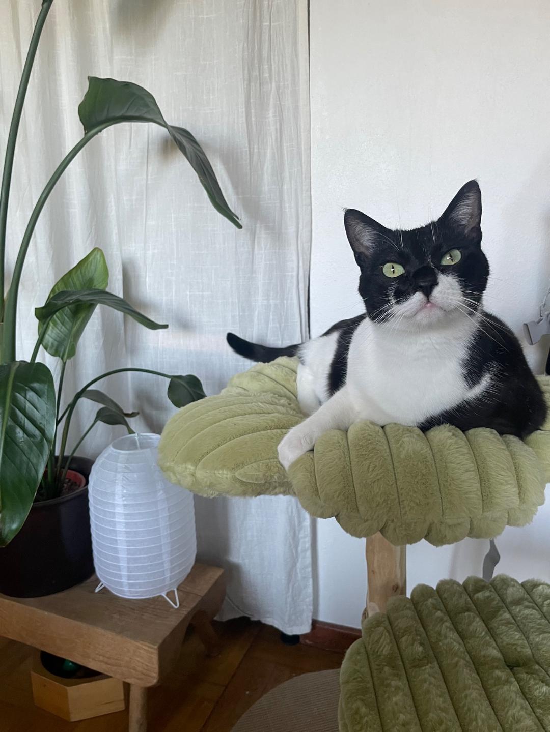 Kattfoto 3