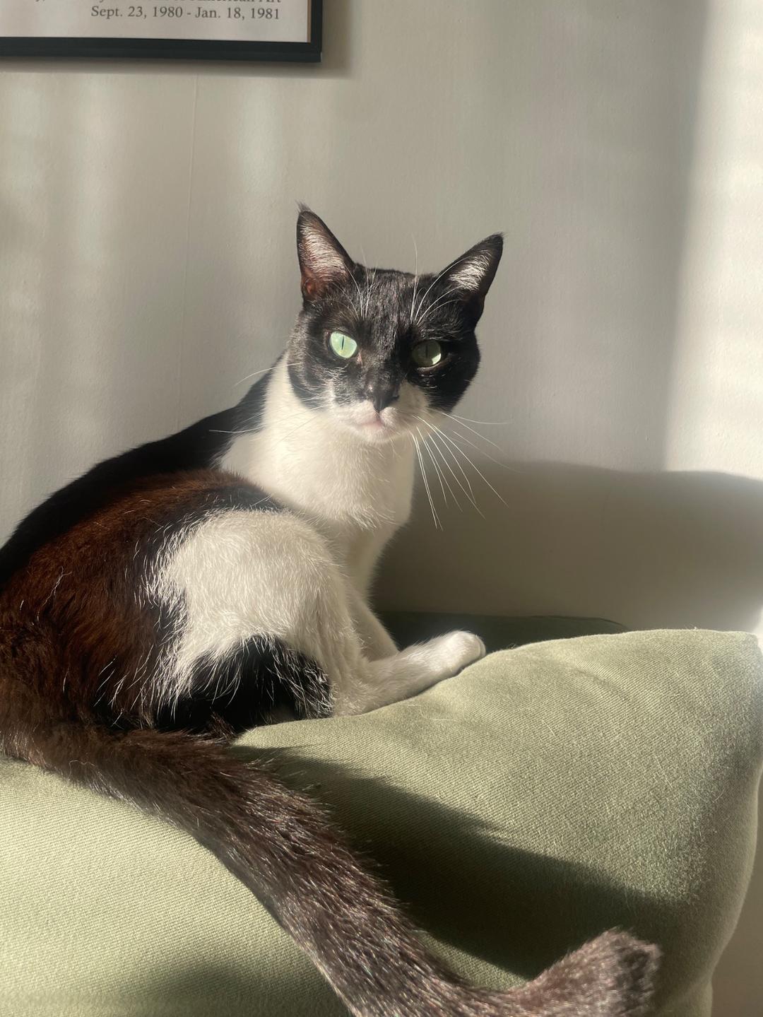 Kattfoto 4