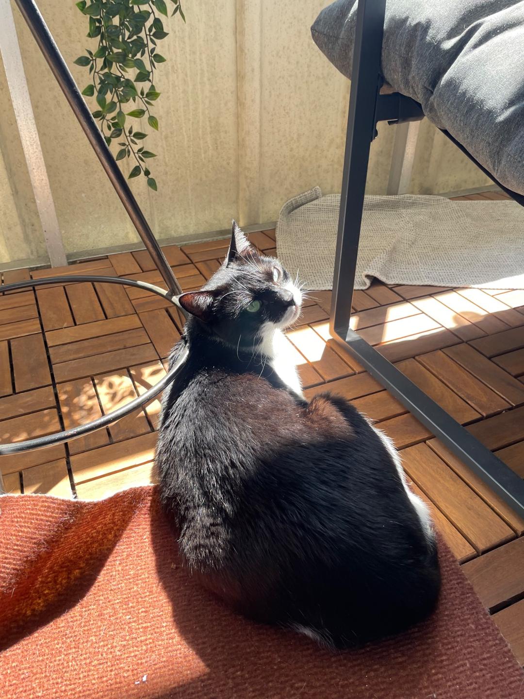 Kattfoto 2