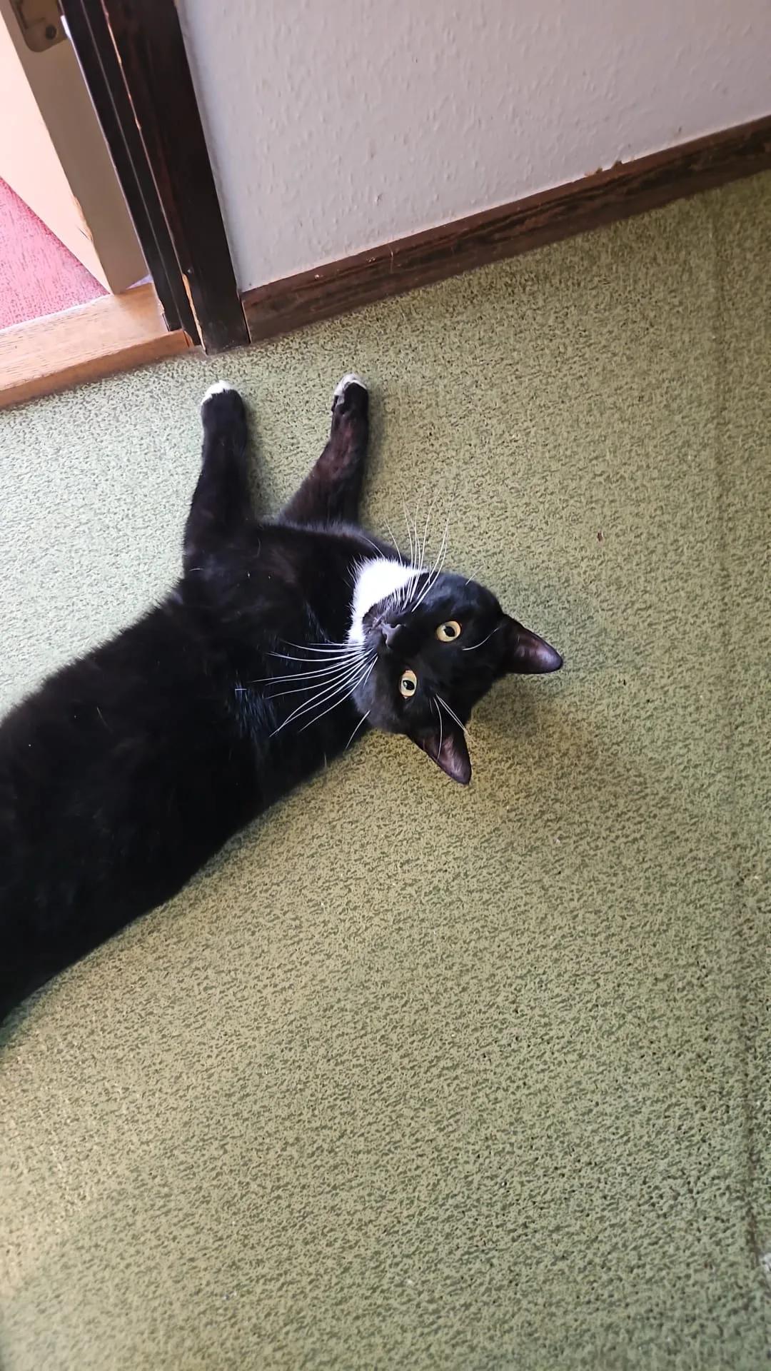 Kattfoto 2