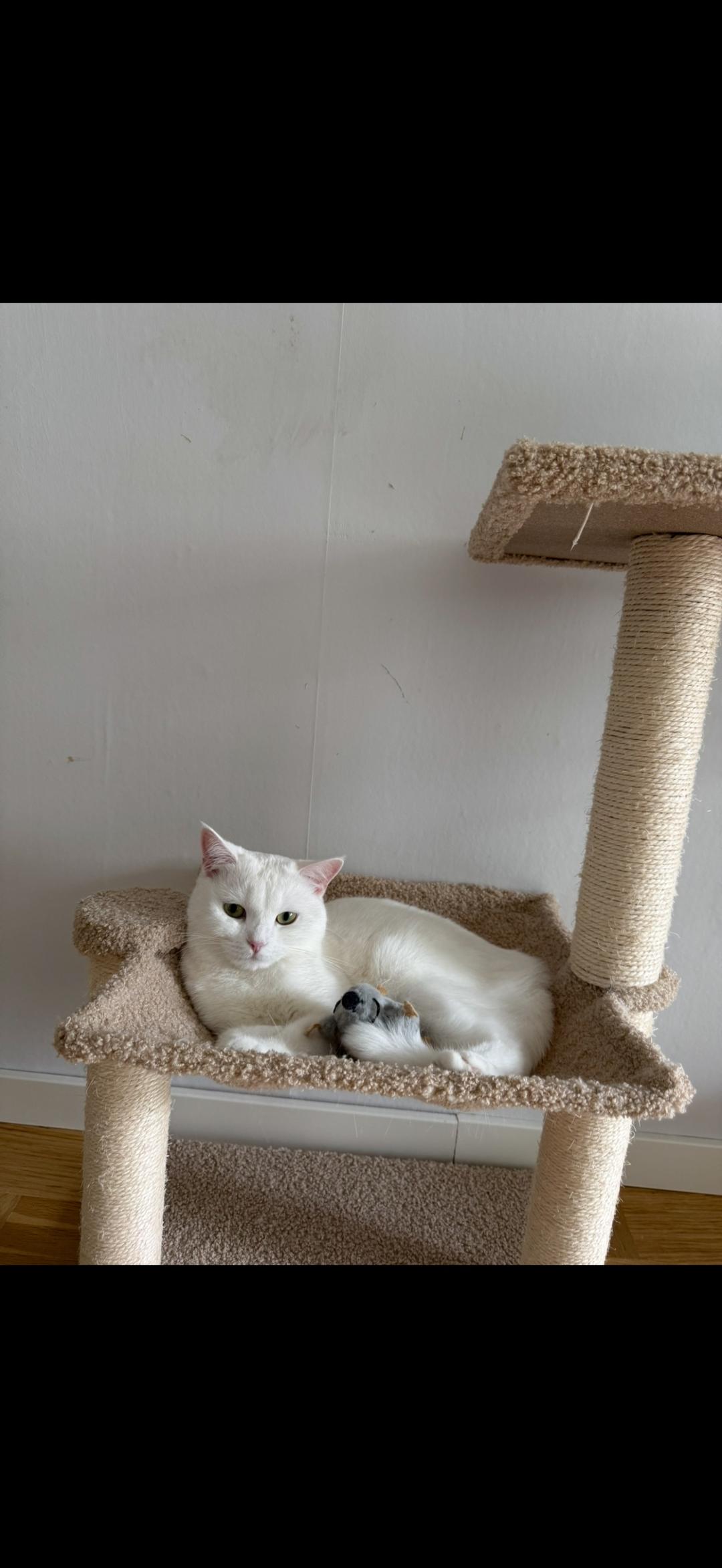 Kattfoto 2